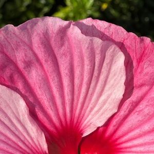 Meet your Posher, Lucy